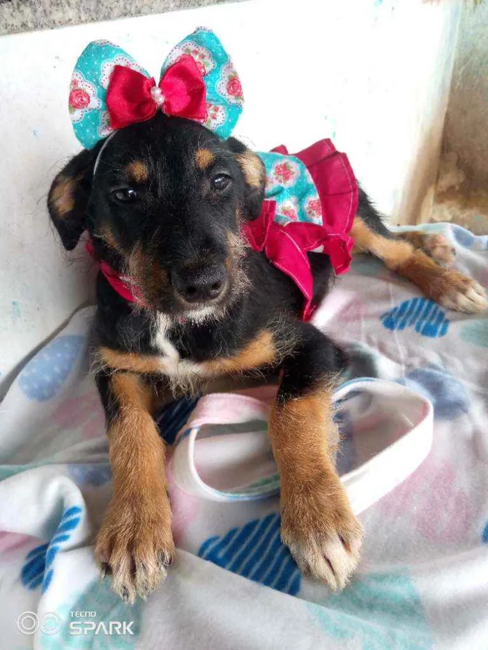 Cachorro raça Mestiça de rottvailer idade  nome Sofia