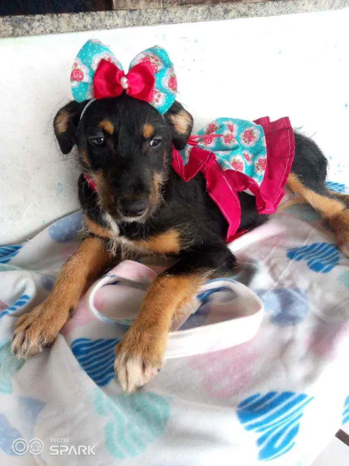 Cachorro raça Mestiça de rottvailer idade  nome Sofia