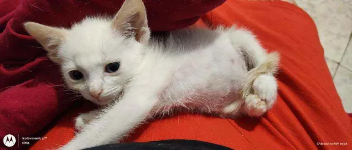 Gato ra a SRD idade Abaixo de 2 meses nome Tofu