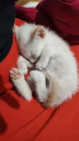 Tofu