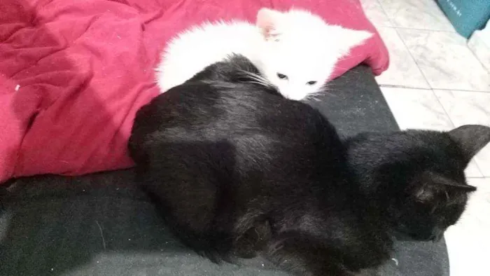Gato ra a SRD idade Abaixo de 2 meses nome Tofu