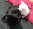 Tofu