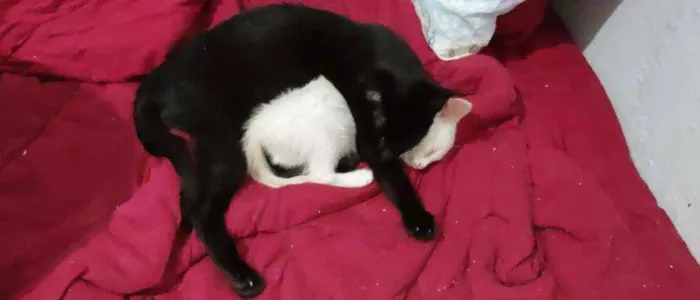 Gato ra a SRD idade Abaixo de 2 meses nome Tofu