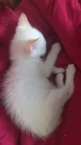 Tofu