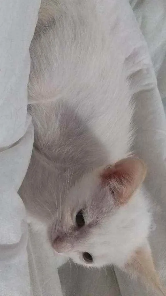 Gato ra a SRD idade Abaixo de 2 meses nome Tofu