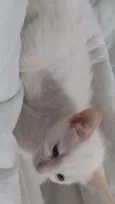Tofu