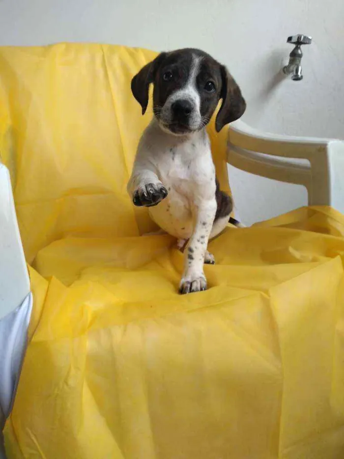 Cachorro ra a Srd idade 2 a 6 meses nome Nhoa