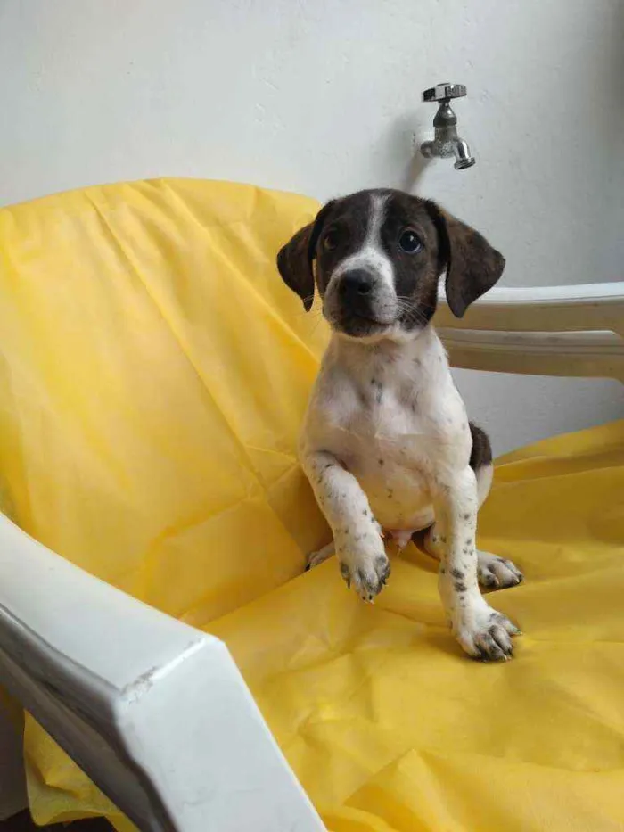 Cachorro ra a Srd idade 2 a 6 meses nome Nhoa