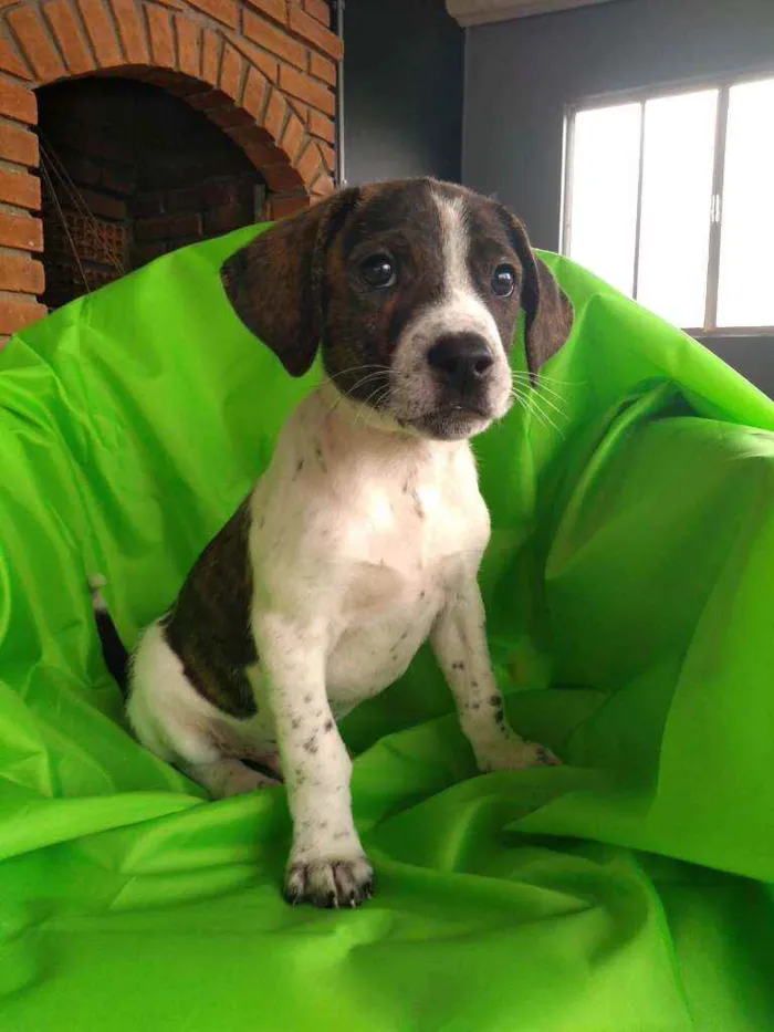 Cachorro ra a Srd idade 2 a 6 meses nome Nhoa