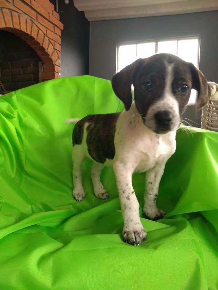 Cachorro ra a Srd idade 2 a 6 meses nome Nhoa