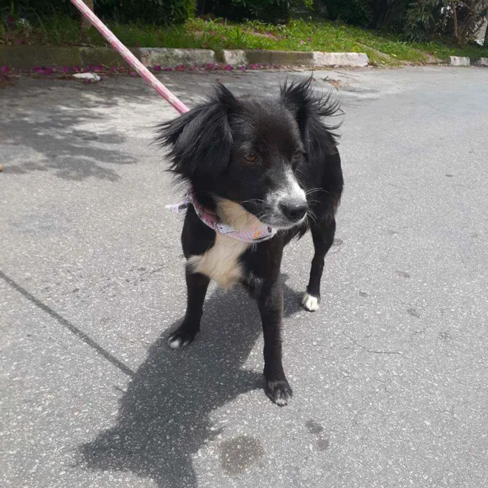 Cachorro ra a Srd idade 2 anos nome Flor