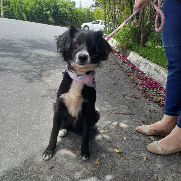 Cachorro ra a Srd idade 2 anos nome Flor