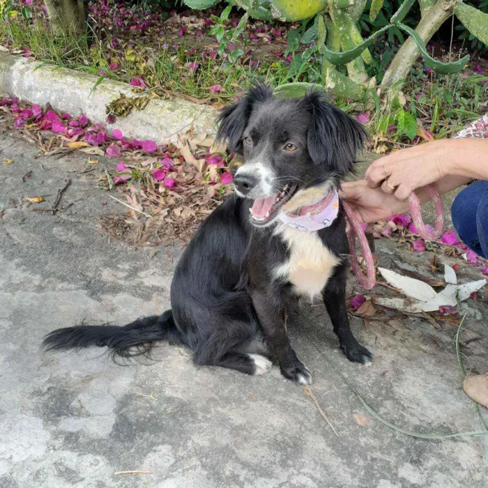 Cachorro ra a Srd idade 2 anos nome Flor