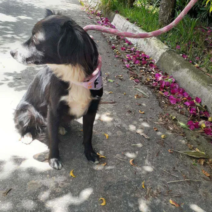 Cachorro ra a Srd idade 2 anos nome Flor