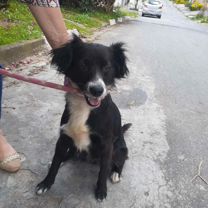 Cachorro ra a Srd idade 2 anos nome Flor