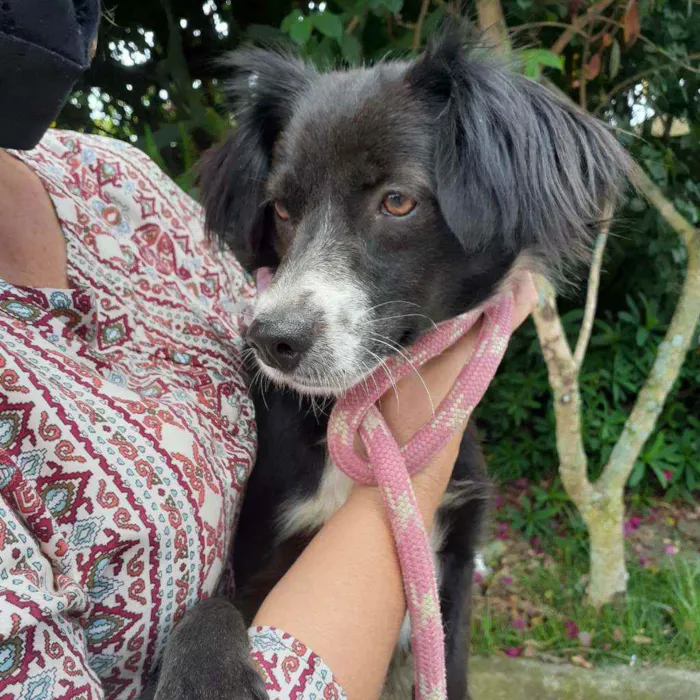 Cachorro ra a Srd idade 2 anos nome Flor