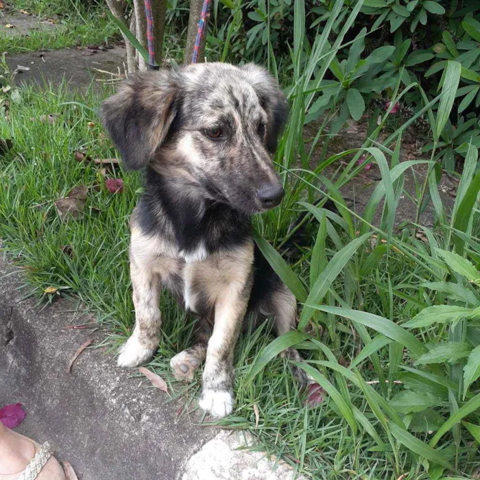 Cachorro ra a Srd idade 1 ano nome Frederico