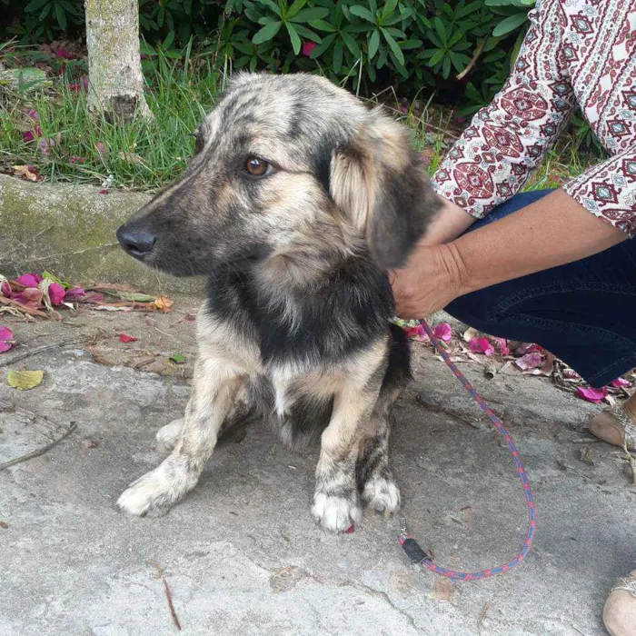 Cachorro ra a Srd idade 1 ano nome Frederico