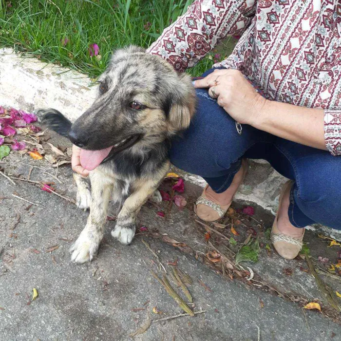 Cachorro ra a Srd idade 1 ano nome Frederico