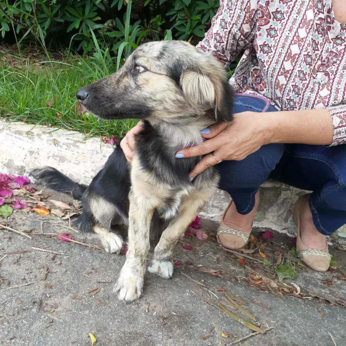 Cachorro ra a Srd idade 1 ano nome Frederico