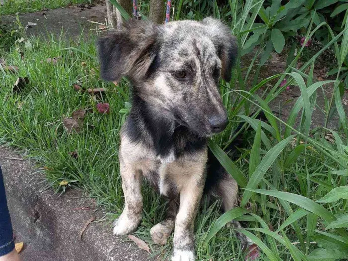 Cachorro ra a Srd idade 1 ano nome Frederico