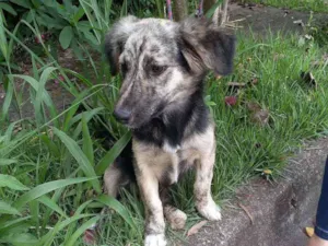 Cachorro raça Srd idade 1 ano nome Frederico