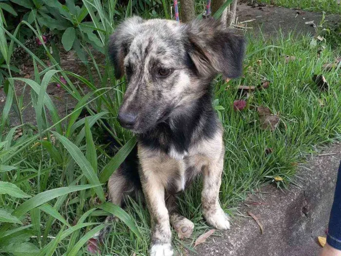 Cachorro ra a Srd idade 1 ano nome Frederico