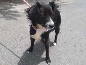 Cachorro raça Srd idade 2 anos nome Flor