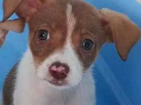 Cachorro raça SRD idade Abaixo de 2 meses nome Ellie