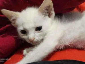 Gato raça SRD idade Abaixo de 2 meses nome Tofu