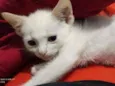 Tofu