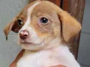 Cachorro raça SRD idade Abaixo de 2 meses nome Ellie