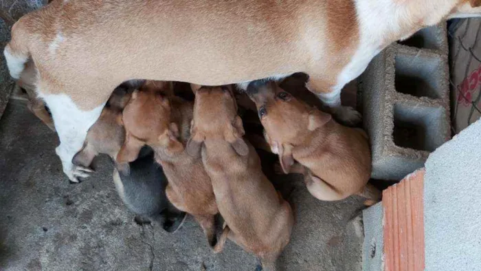 Cachorro ra a SRD idade 2 a 6 meses nome Sem nome