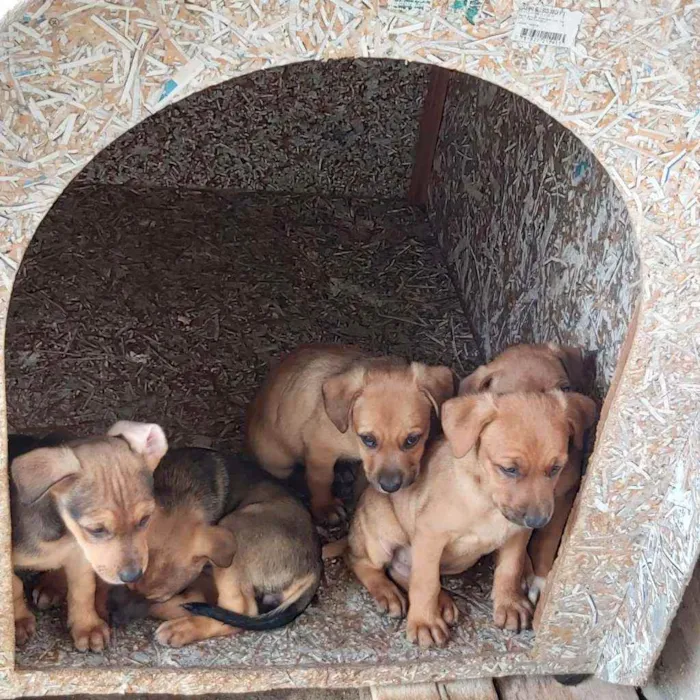 Cachorro ra a SRD idade 2 a 6 meses nome Sem nome