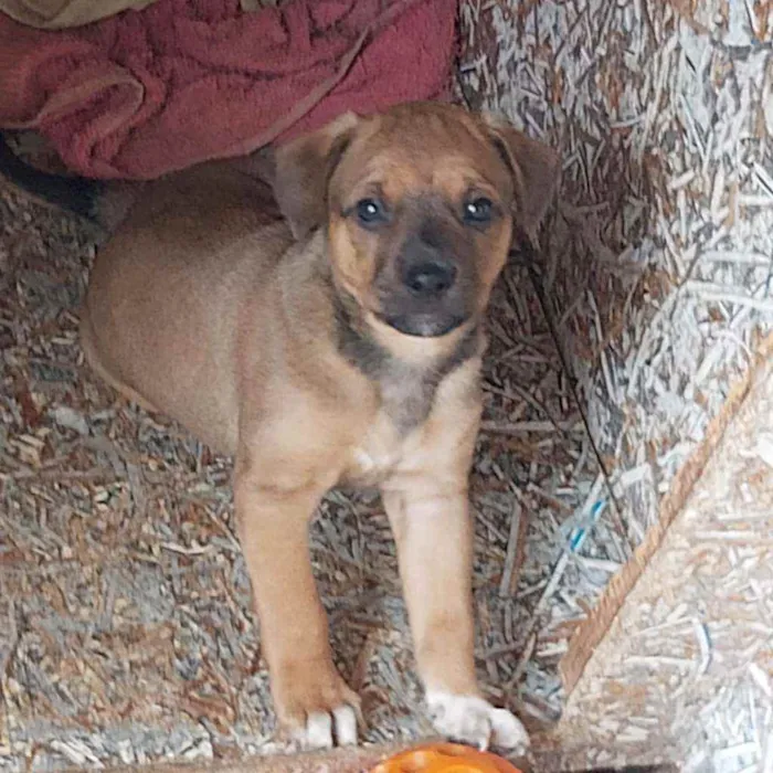 Cachorro ra a SRD idade 2 a 6 meses nome Sem nome