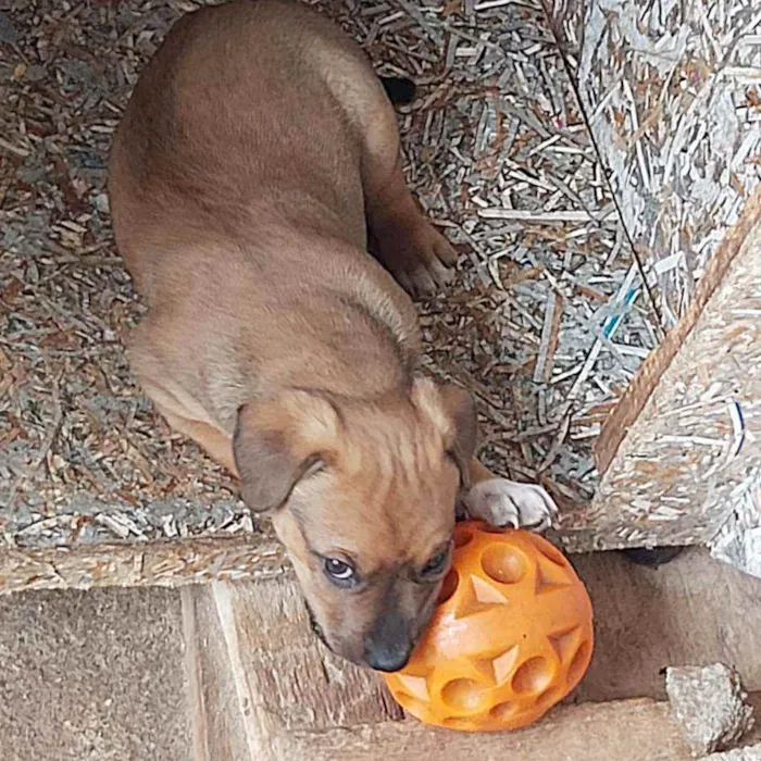 Cachorro ra a SRD idade 2 a 6 meses nome Sem nome