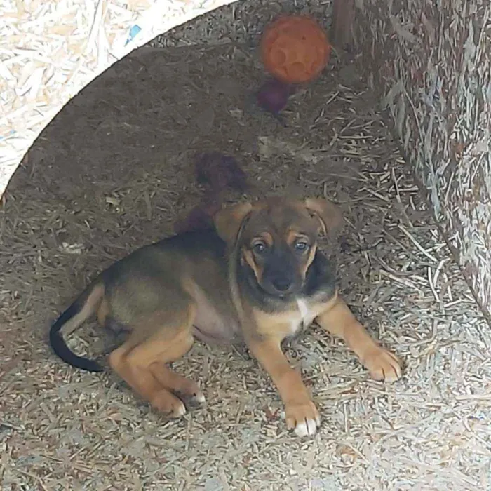 Cachorro ra a SRD idade 2 a 6 meses nome Sem nome