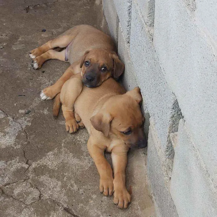 Cachorro ra a SRD idade 2 a 6 meses nome Sem nome