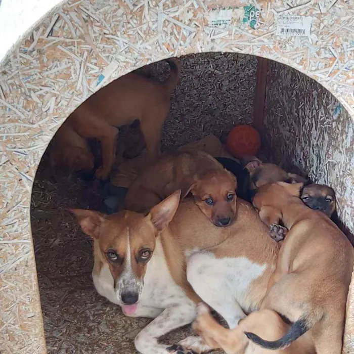 Cachorro ra a SRD idade 2 a 6 meses nome Sem nome