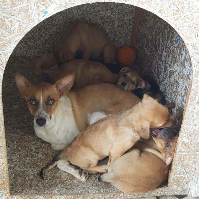 Cachorro ra a SRD idade 2 a 6 meses nome Sem nome