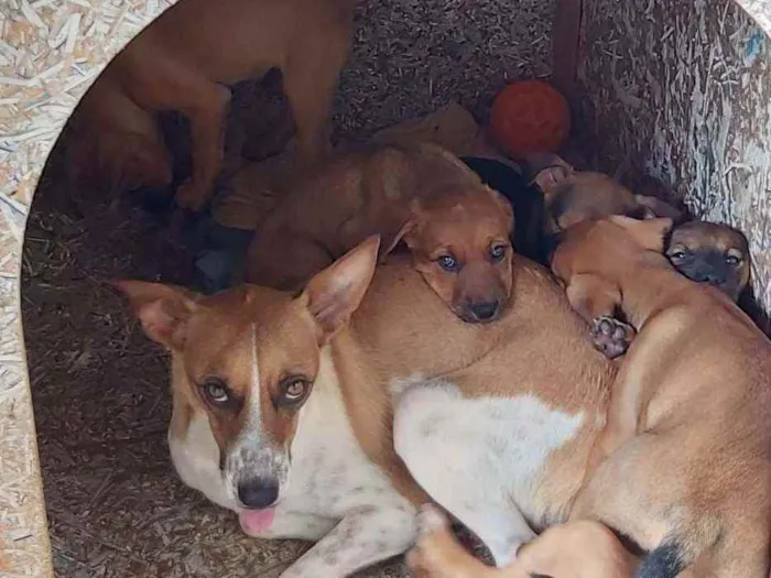 Cachorro ra a SRD idade 2 a 6 meses nome Sem nome