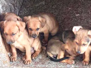 Cachorro raça SRD idade 2 a 6 meses nome Sem nome