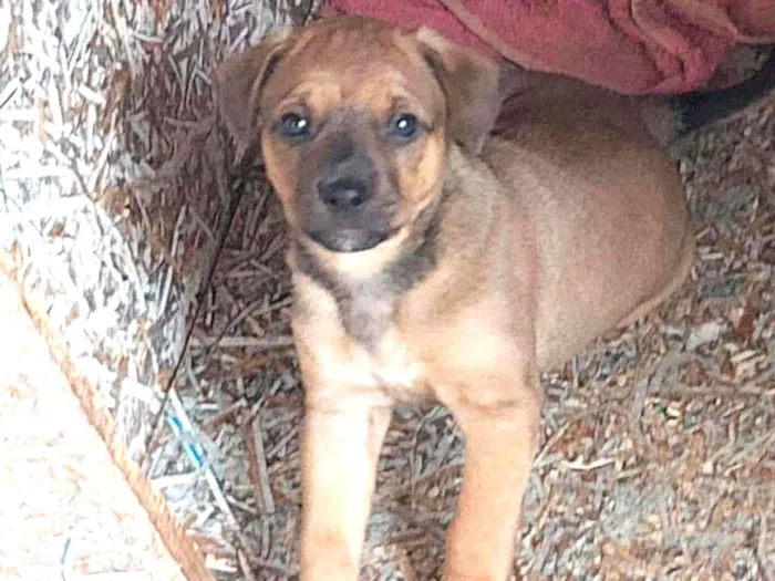 Cachorro ra a SRD idade 2 a 6 meses nome Sem nome