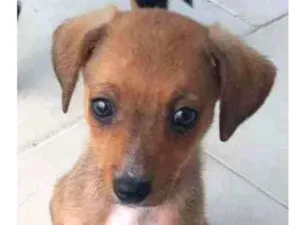 Cachorro raça SRD idade Abaixo de 2 meses nome Meigan