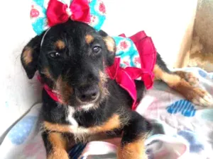 Cachorro raça Mestiça de rottvailer idade  nome Sofia