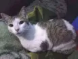 Princesa