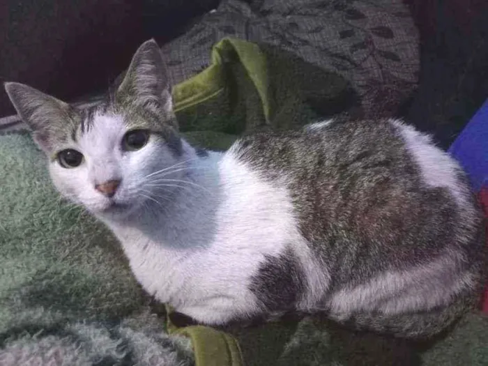 Gato ra a Sem raça definida  idade 7 a 11 meses nome Princesa