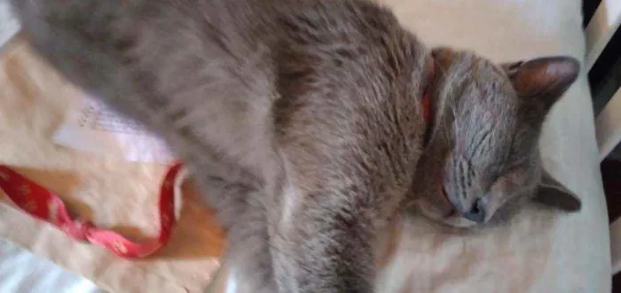 Gato ra a Indefinido  idade 1 ano nome Miá