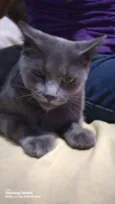 Miá