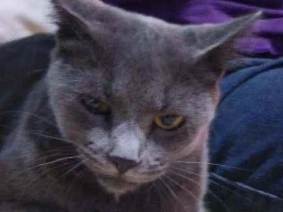 Gato ra a Indefinido  idade 1 ano nome Miá